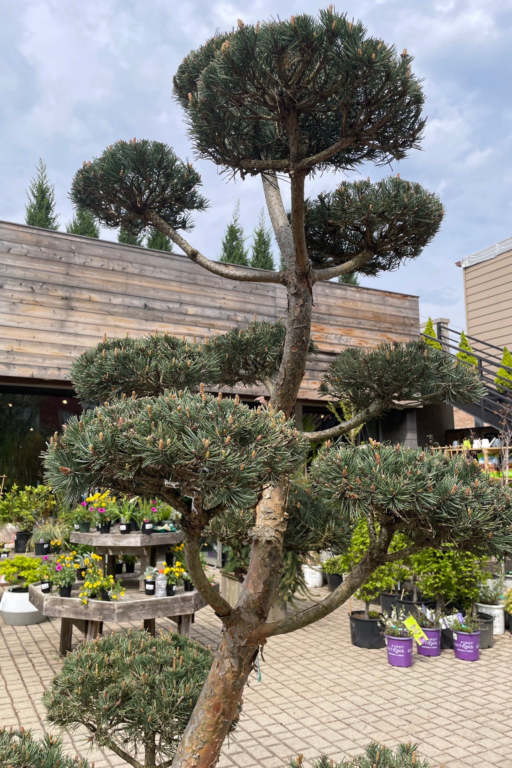 Detail of the pom poms on the Pinus 'Bonna' mid April.  ©Sprout Home