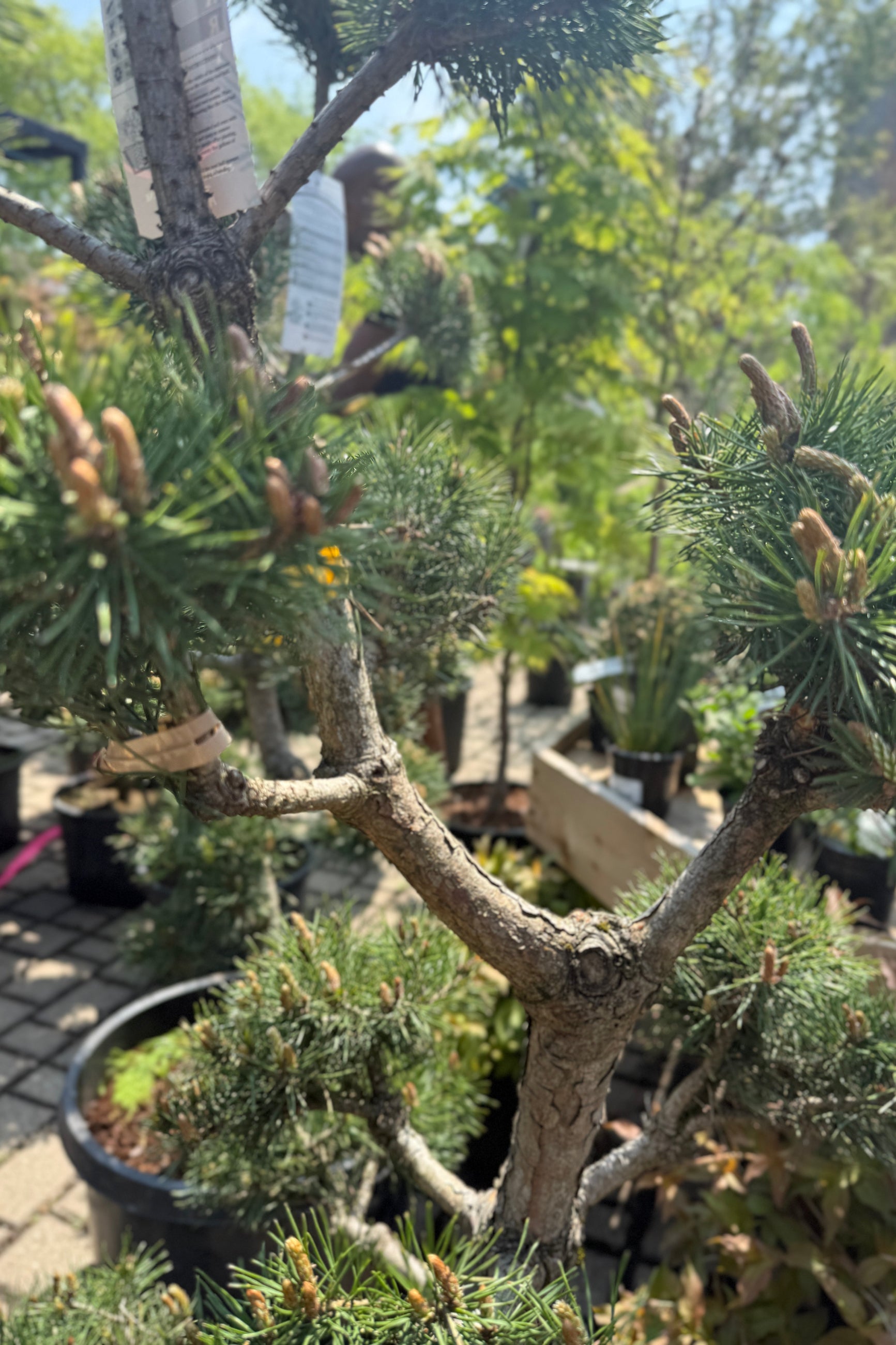 Pinus sylvestris 'French Blue' Sculpture detail close up of the branching a pot with a blurred garden background ©Sprout Home
