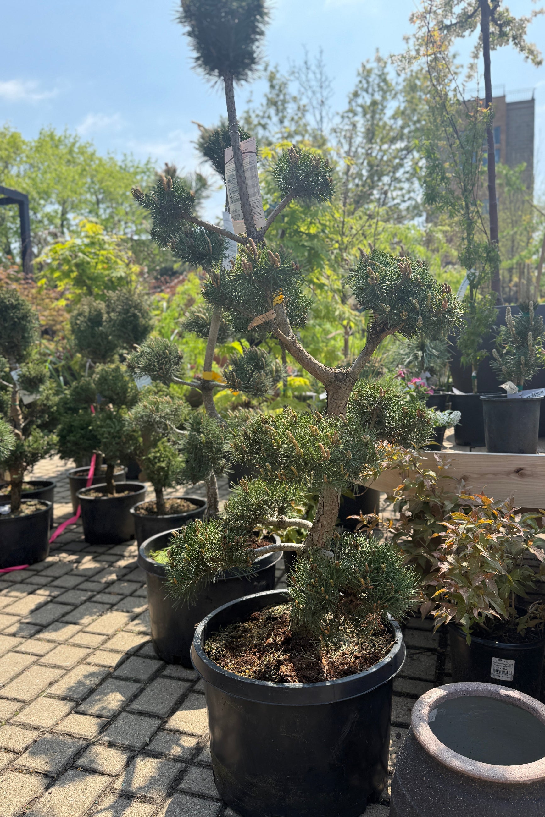Pinus sylvestris 'French Blue' Sculpture in a #10 growers pot and plants in a garden center setting ©Sprout Home