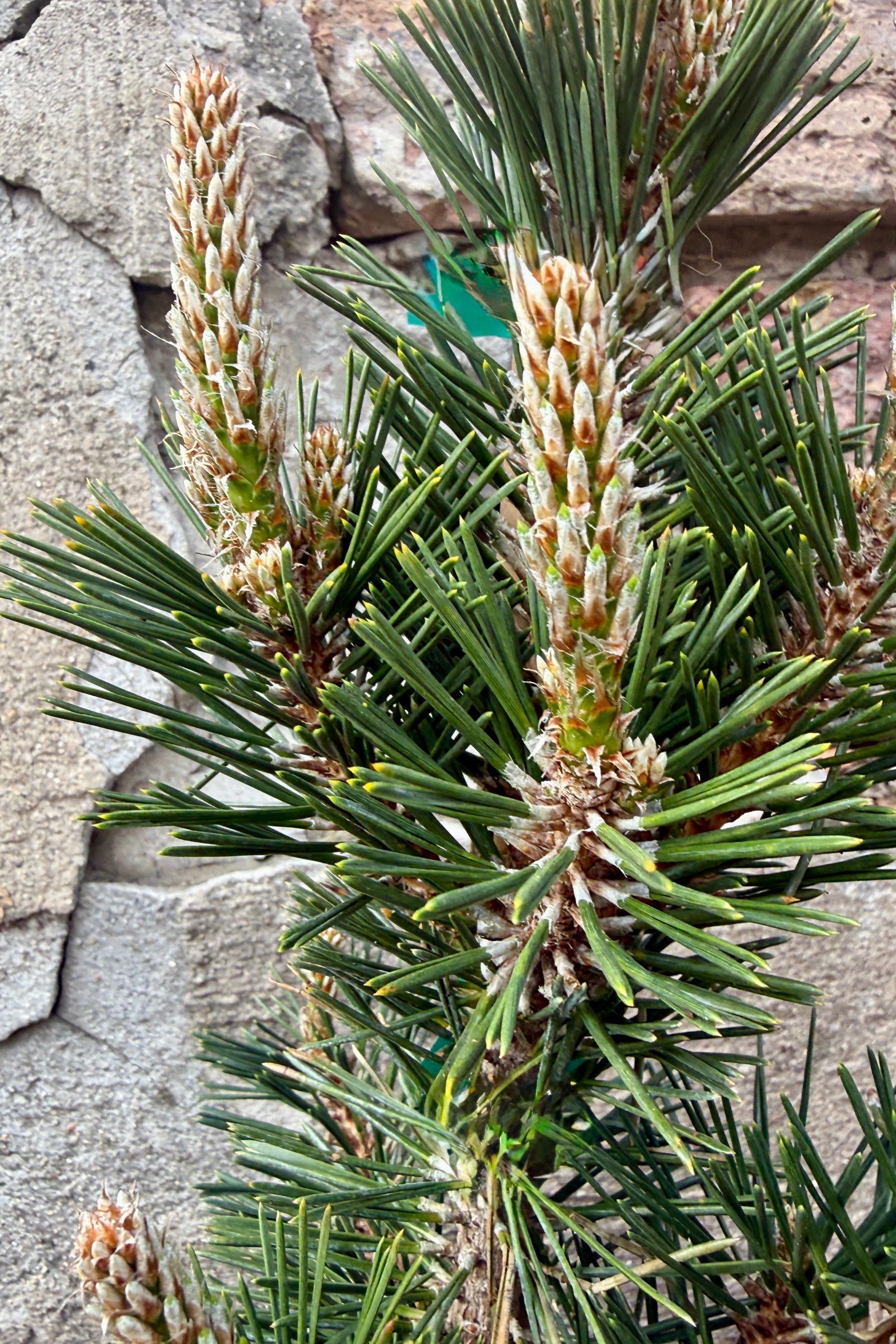 Pinus thunbergii 'Kotobuki' needles up close in early spring ©Sprout Home