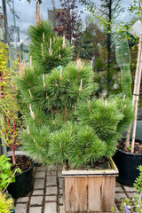 A Pinus 'Thunderhead' in a #15 cedar box the end of April in the Sprout Home yard. 