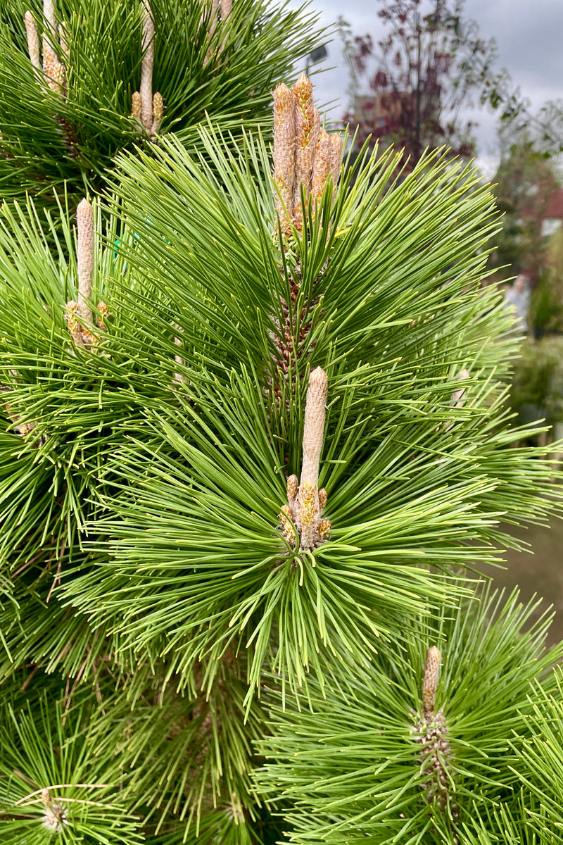Up close picture of the candles and needles the end of April on the 'Thunderhead Pine. 
