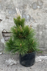Pinus 'Thunderhead' in a #3 growers pot with long needles and fresh growth the beginning of May in front of a concrete wall. 