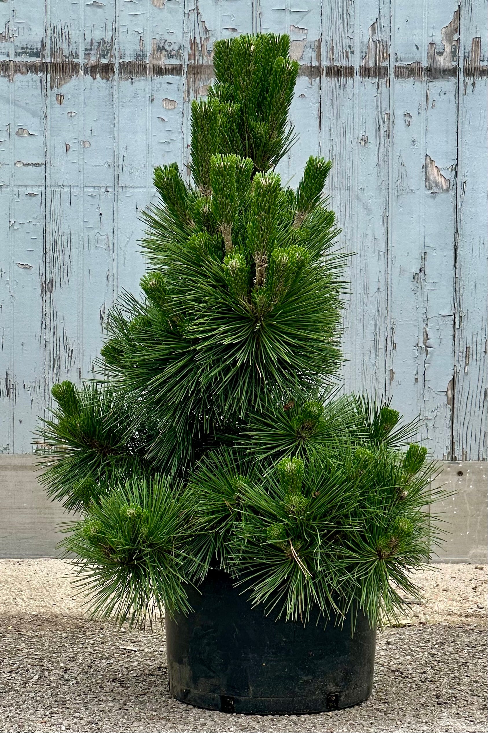 Pinus 'Thunderhead' in a #6 growers pot the beginning of June 