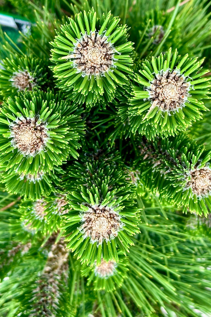The evergreen needles close up PInus 'Thunderhead' the beginning of June