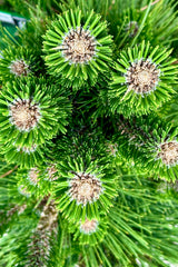 A detail image of the green needles of Pinus 'Thunderhead' the beginning of June