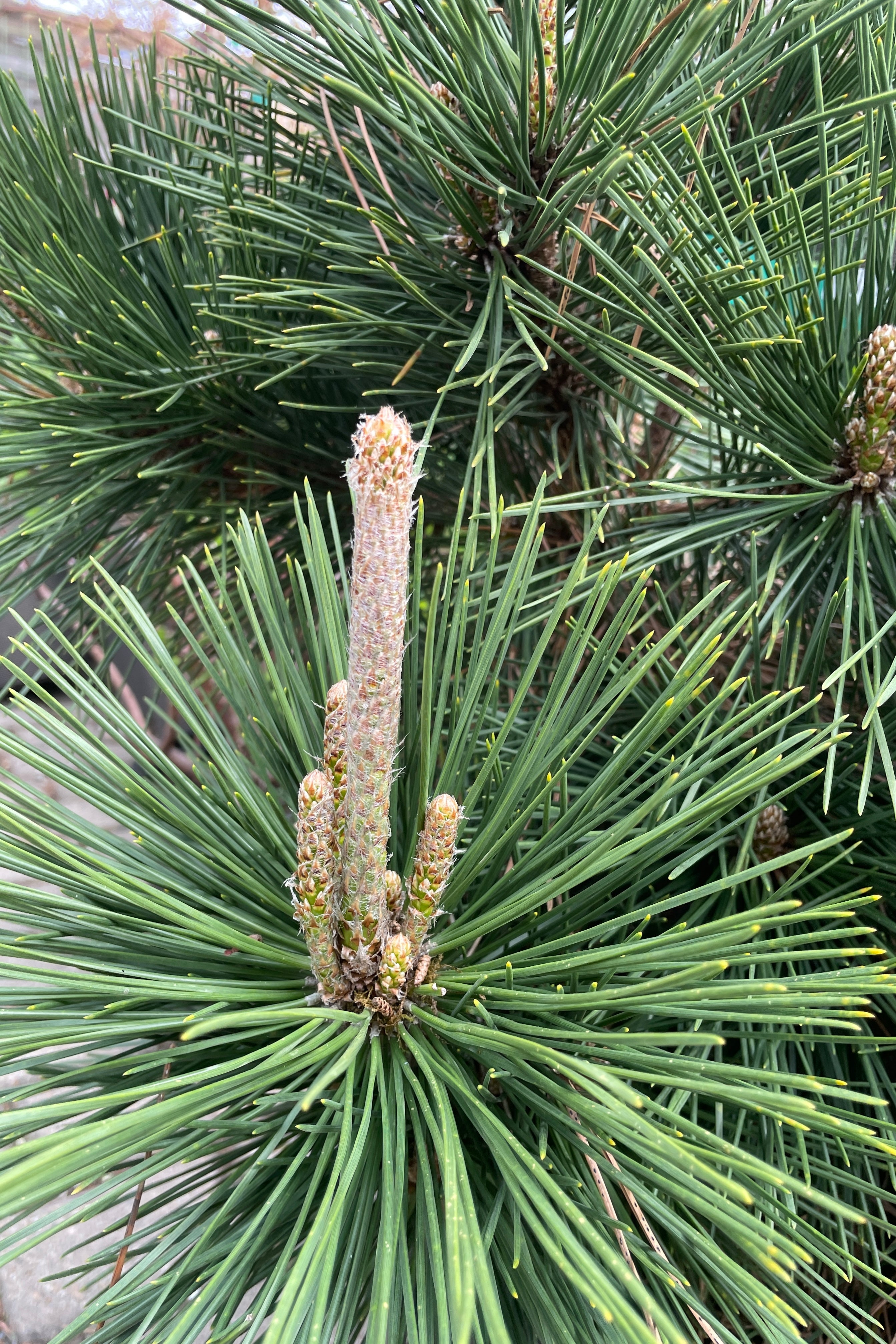 The green long needles of the Pines 'Thunderhead' in April.