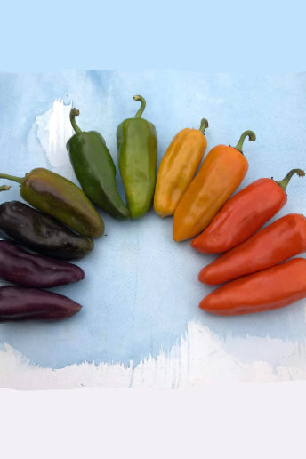 Assorted colorful Pippins peppers arranged in a circular pattern on a textured white background. ©Hudson Valley Seed Co.