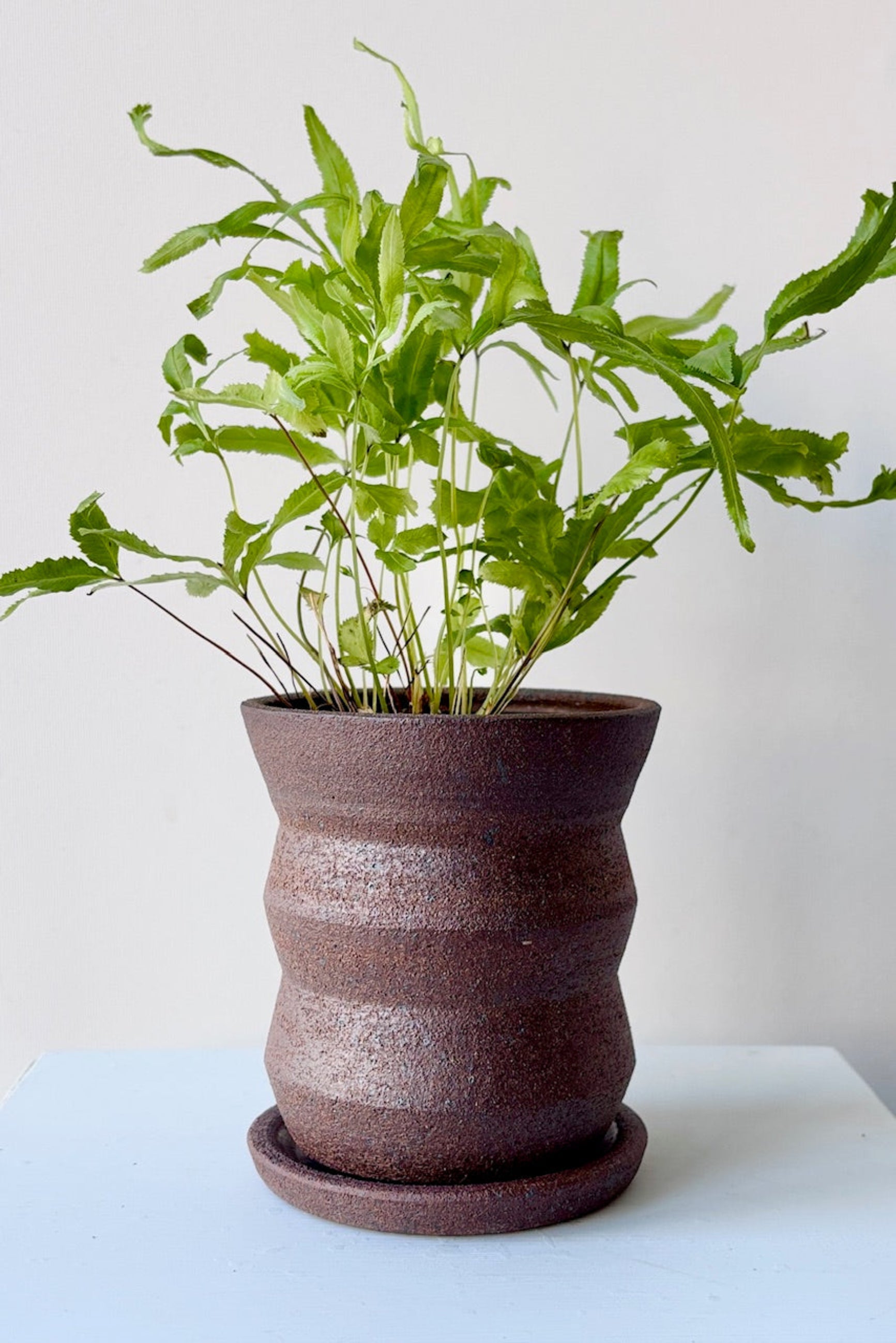 Olivia Snow Ceramics brown angled planter displayed with a plant against a white surface ©Sprout Home