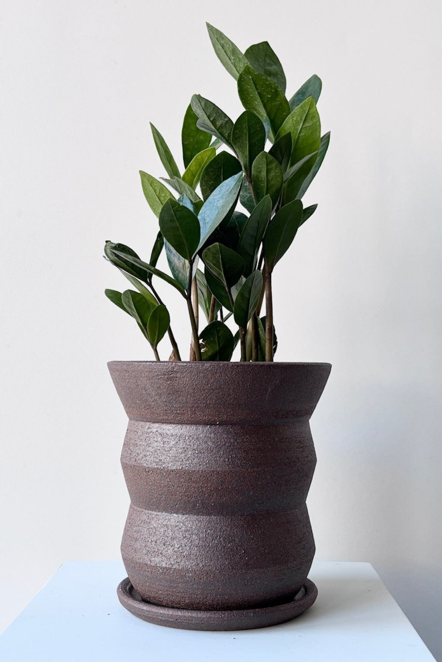 Snow Ceramics brown angled planter shown with a plant against a white background  ©Sprout Home 