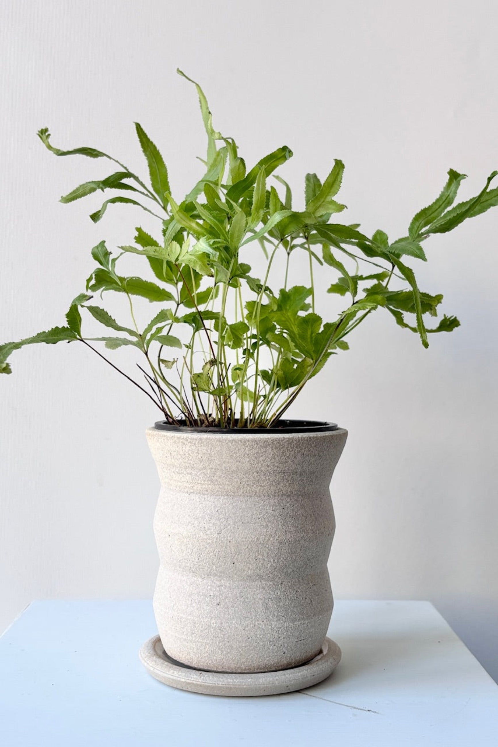 Creme Angled Planter 4