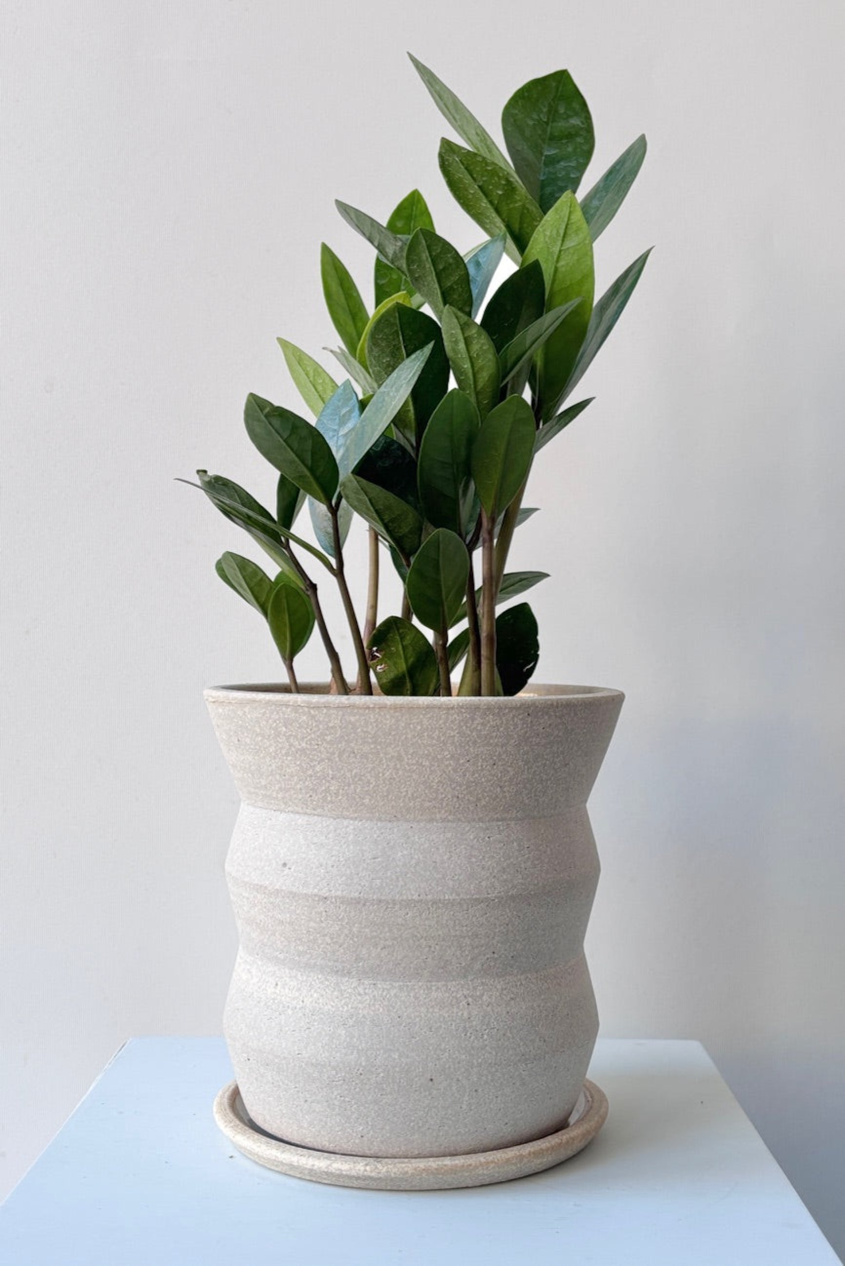 Creme Angled Planter by Olivia Snow Ceramics, displayed with green plant and viewed from the side. ©Sprout Home