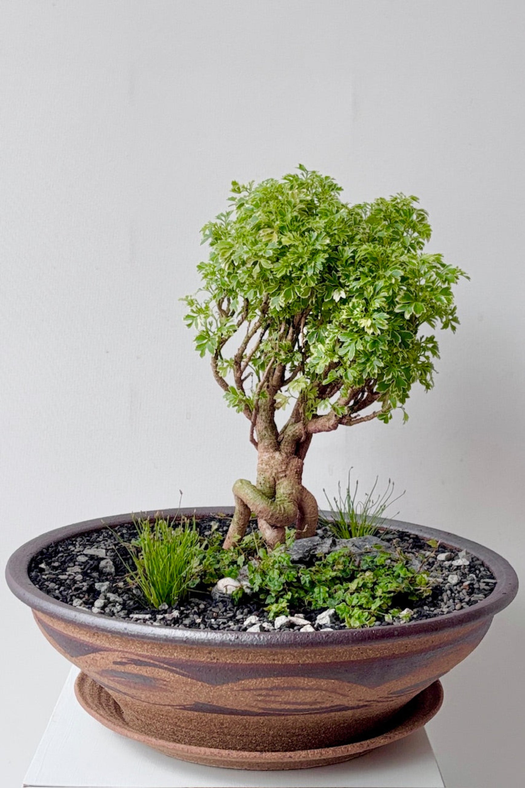 Planted unglazed large low bowl with textured design against a white surface ©Sprout Home