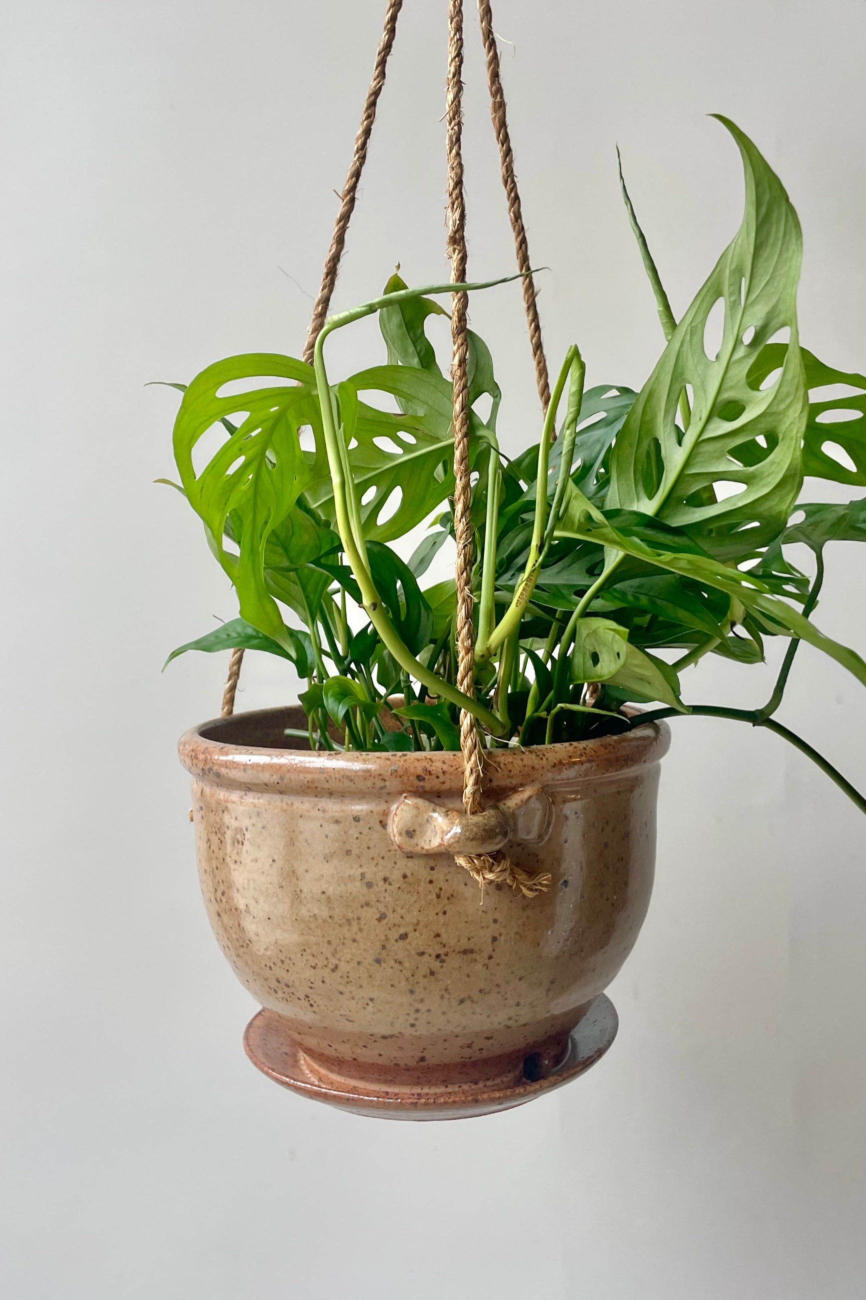 A tan speckled ceramic planter with a jute cord and green vine hanging in front of a white wall ©Sprout Home