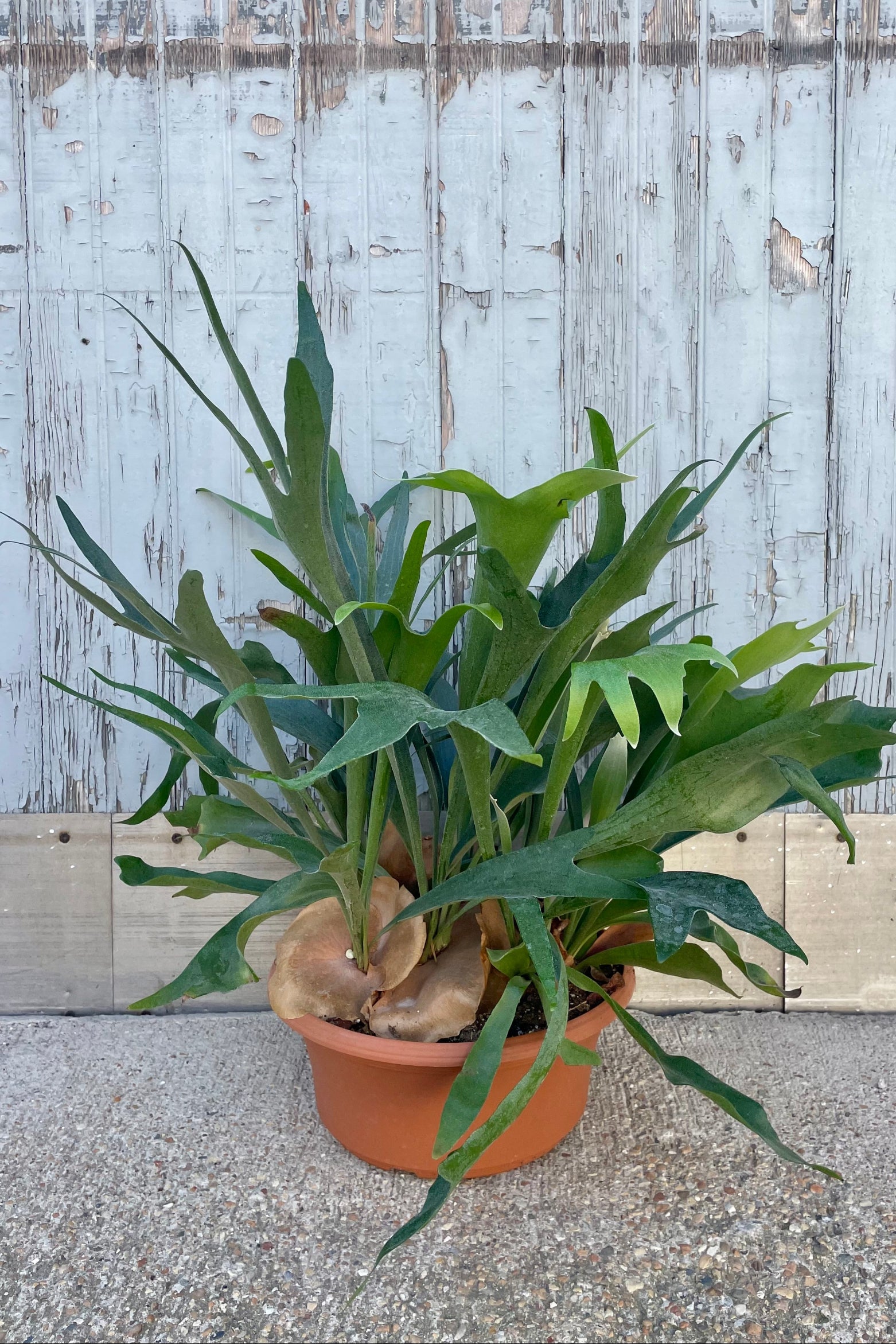 Photo of a Platycerium staghorn fern in front of a gray wall ©Sprout Home