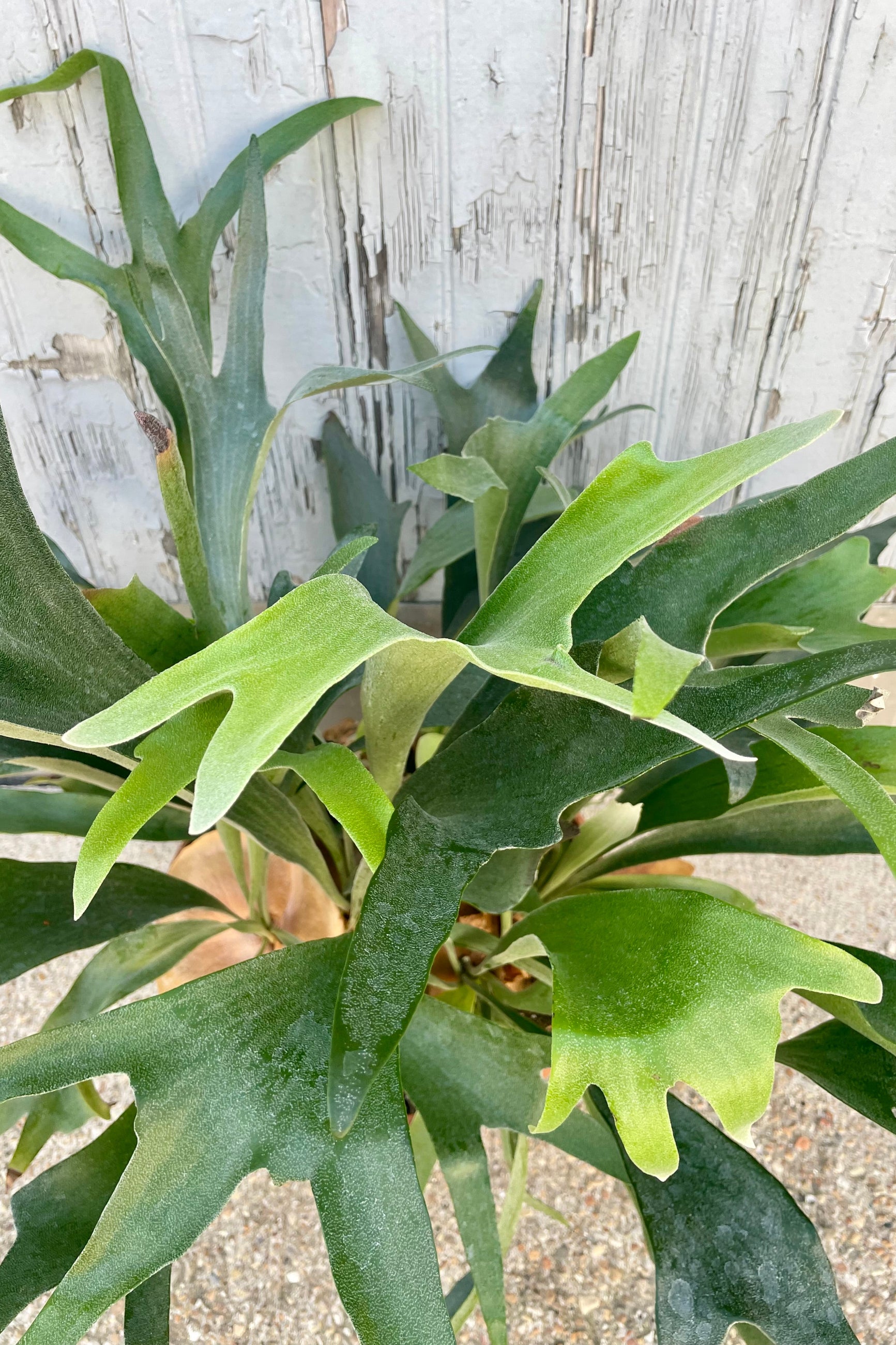 Close Photo of a Platycerium staghorn fern in front of a gray wall ©Sprout Home