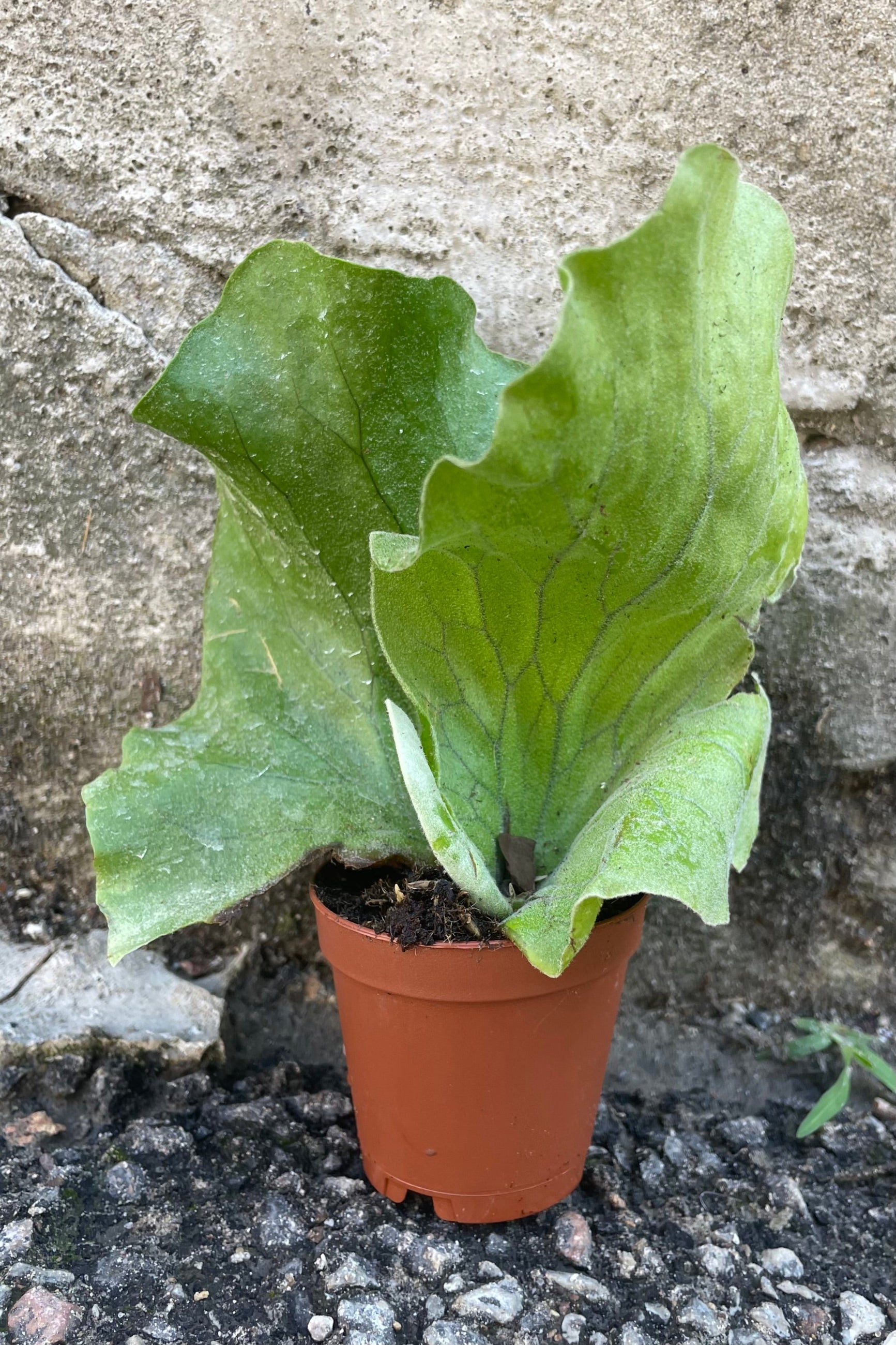 Platycerium elephantotis in a 2" growers pot with its deer ear like leaves.  ©Sprout Home