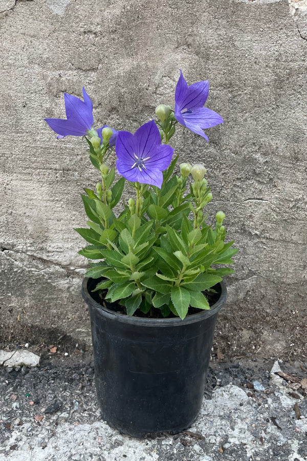 Platycodon 'Sentimental Blue' in a #1 growers pot the beginning of July in bud and bloom.