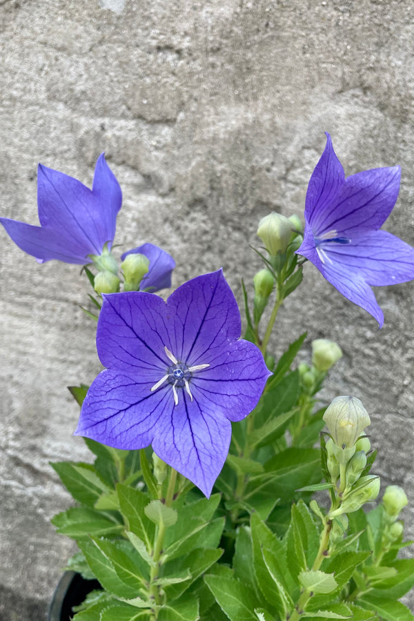 The balloon shaped bud and purple periwinkle flowers of Platycodon 'Sentimental Blue' the beginning of July. 