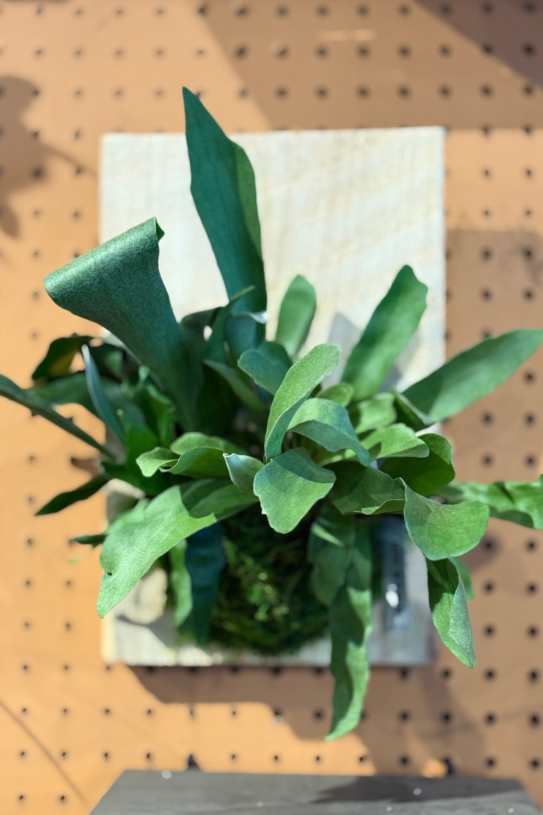 Green Platycerium plant mounted on a wooden surface with a pegboard background ©Sprout Home