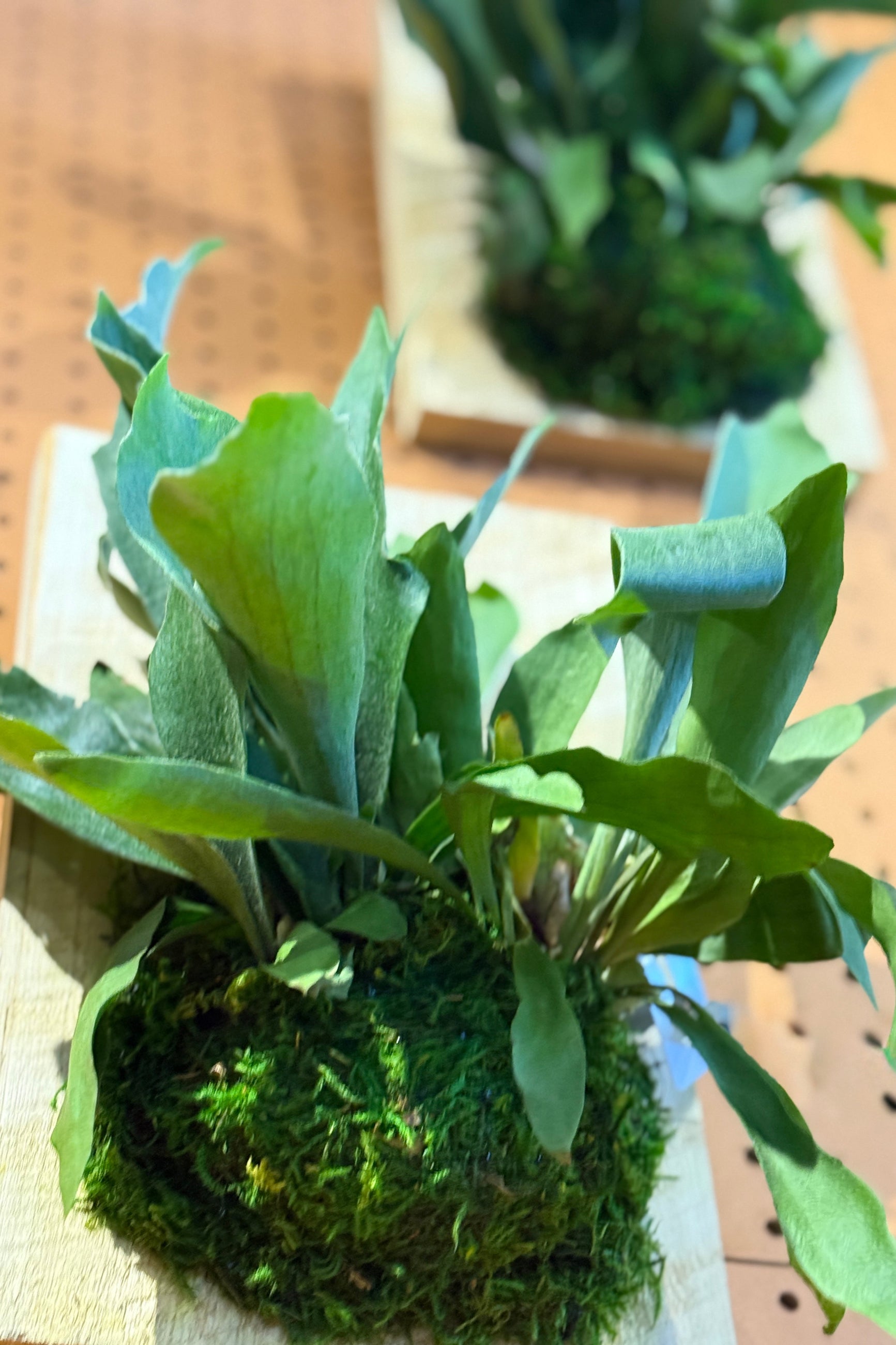 Green Platycerum mounted plant with moss ball on a wooden surface ©Sprout Home