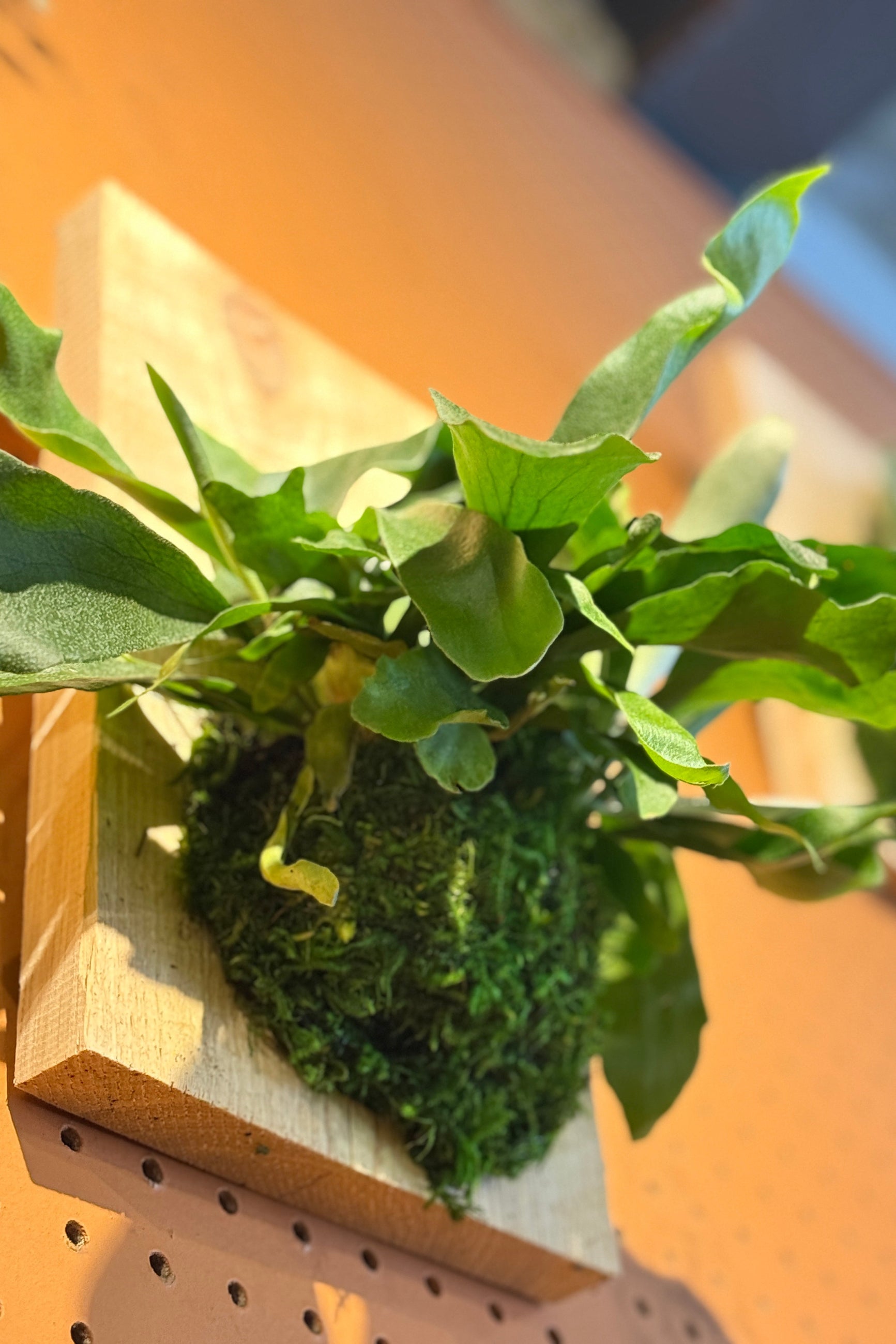 Green Staghorn fern plant on a wooden surface with a blurred background ©Sprout Home