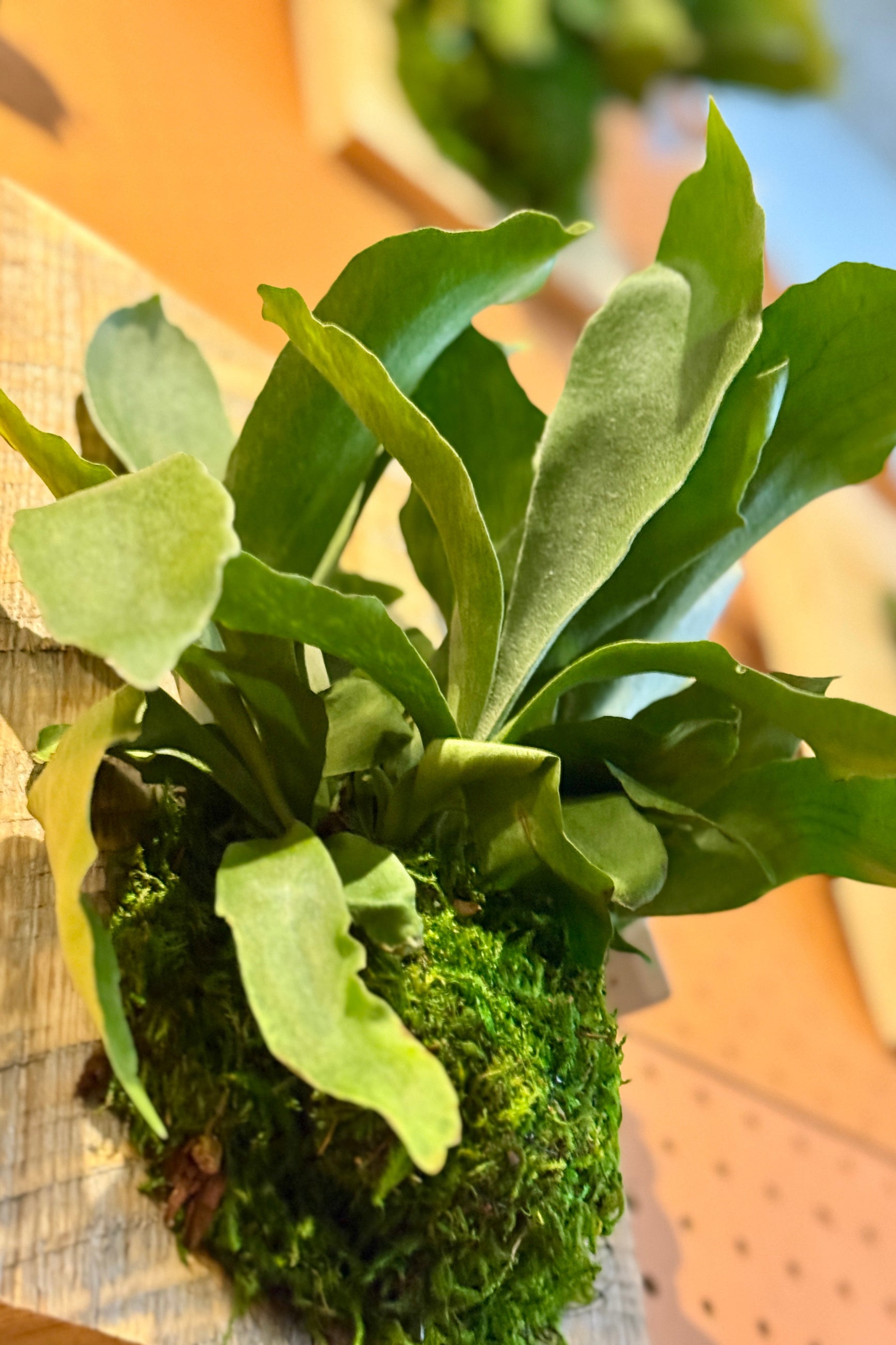 Green mounted stag horn fern plant with a blurred background ©Sprout Home
