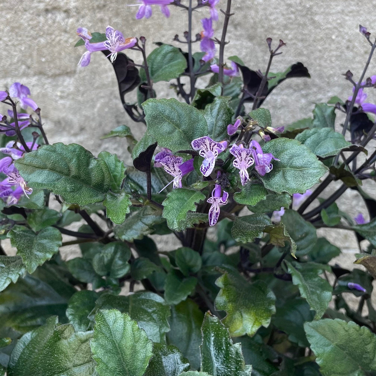 Plectranthus 'Mona Lavender' #1 at SPROUT HOME