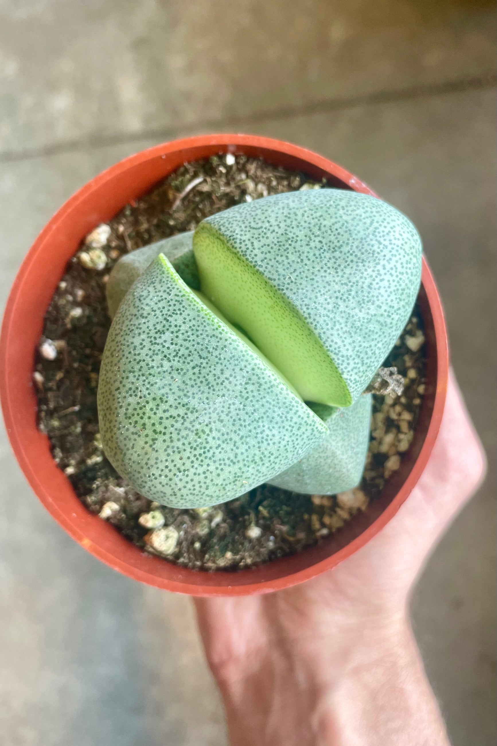 A close view of a "living stone" plant shown from above ©Sprout Home