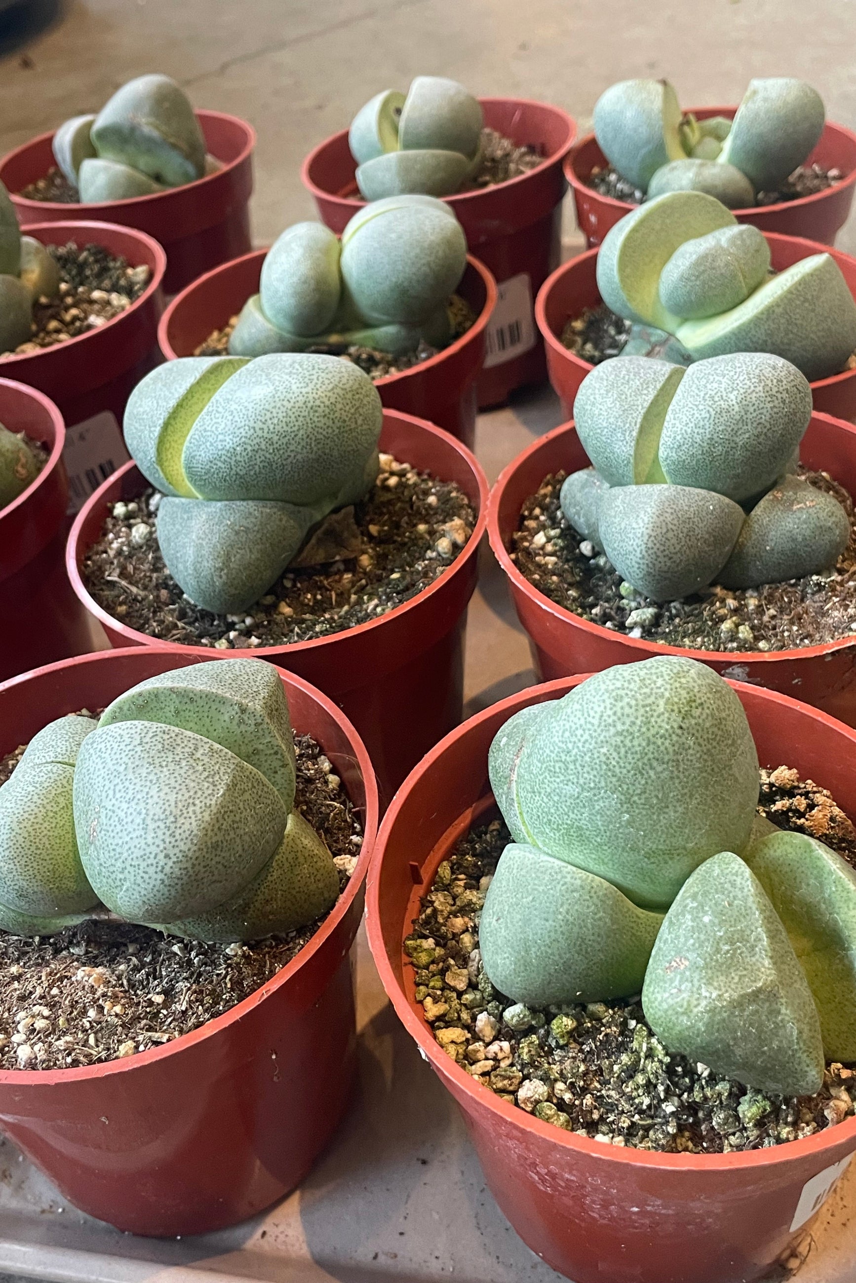 A tray of round succulent plants "living stone" ©Sprout Home
