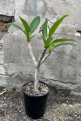 Plumeria in a 6" growers pot dividing in to three branches above the main stalk