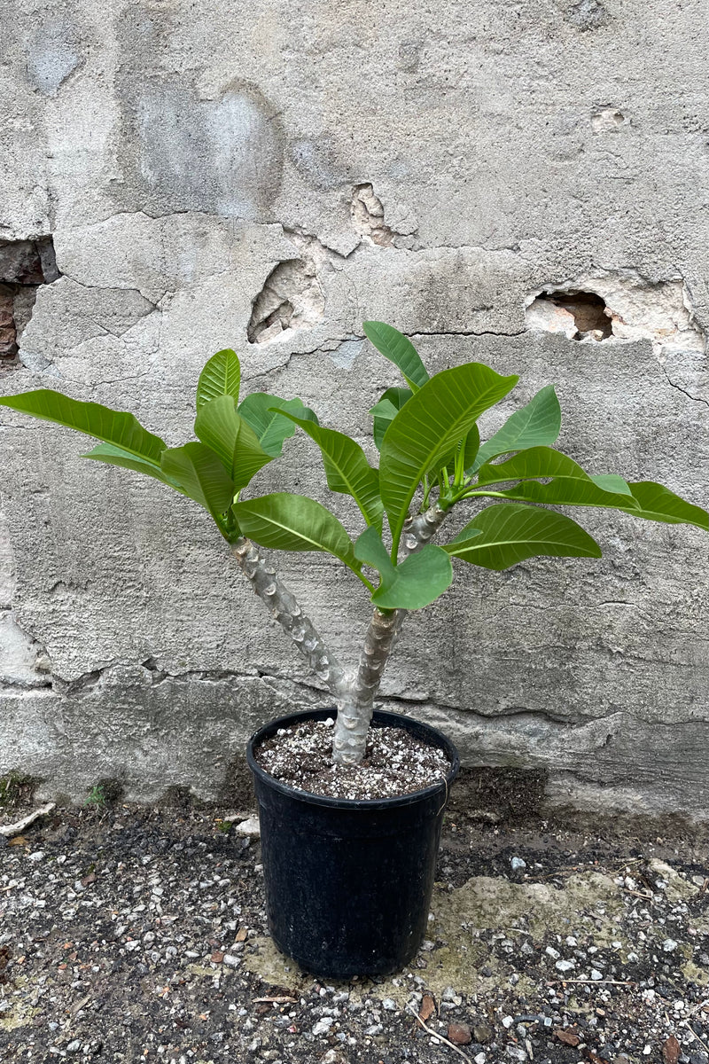 Plumeria in a #1 growers pot against a concrete wall