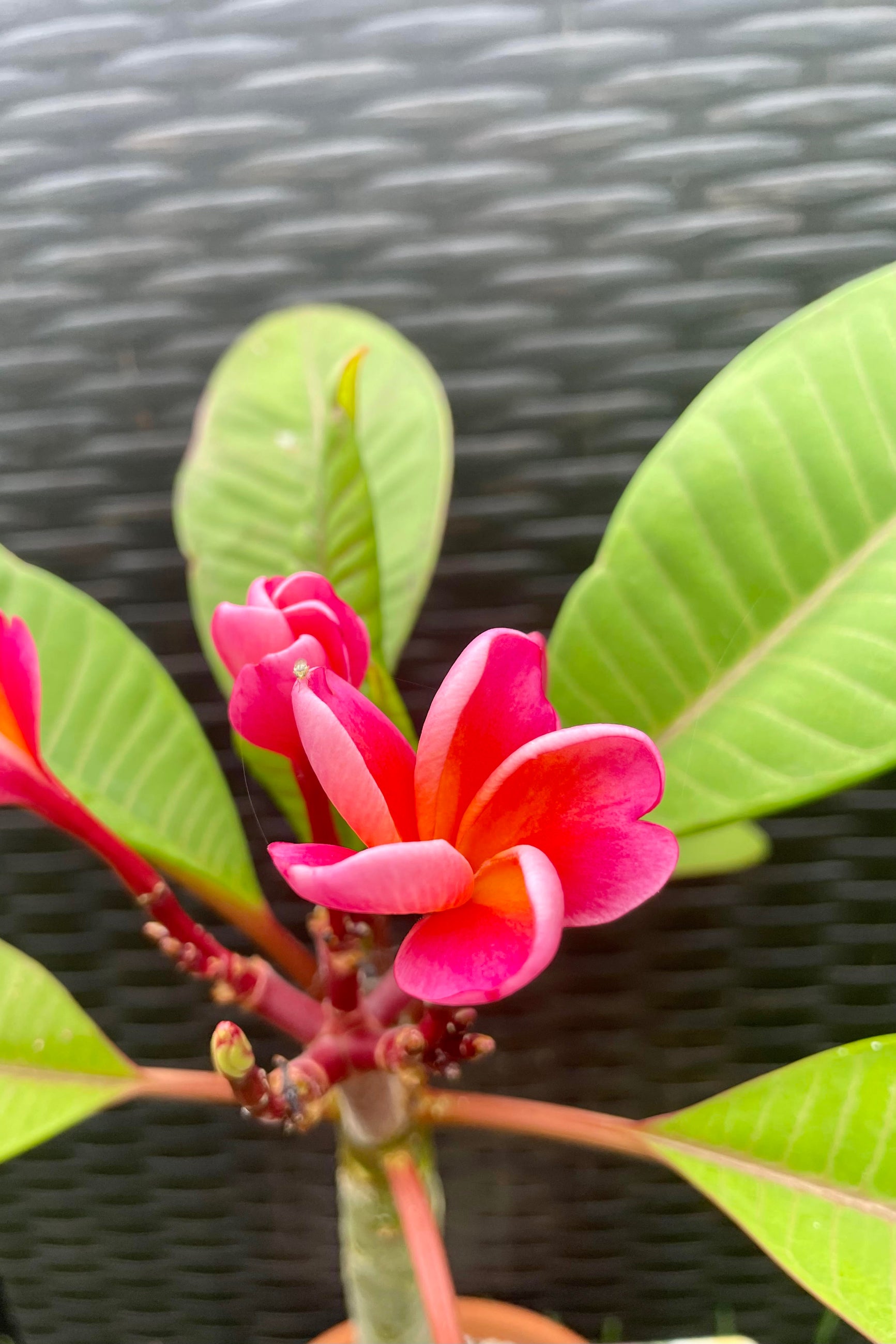 Photo of pink Plumeria flower against a black textured wall. ©Sprout Home 