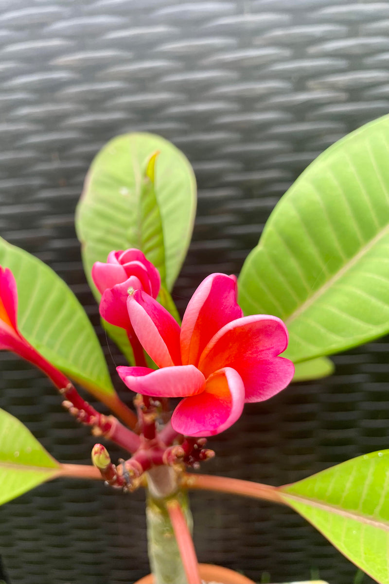 Photo of pink Plumeria flower against a black textured wall.