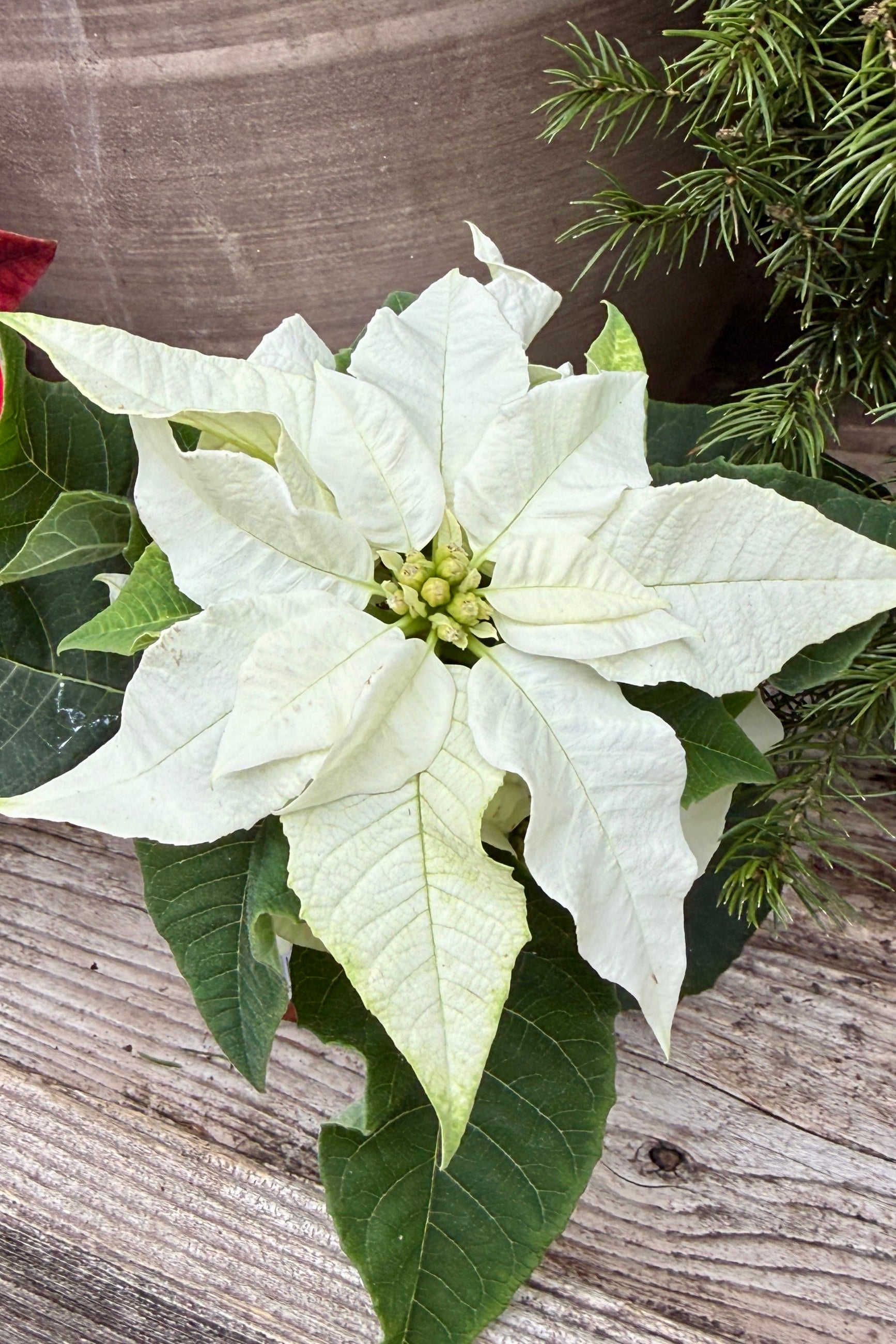 White poinsettia plant on a wooden surface with greenery in the background ©Sprout Home