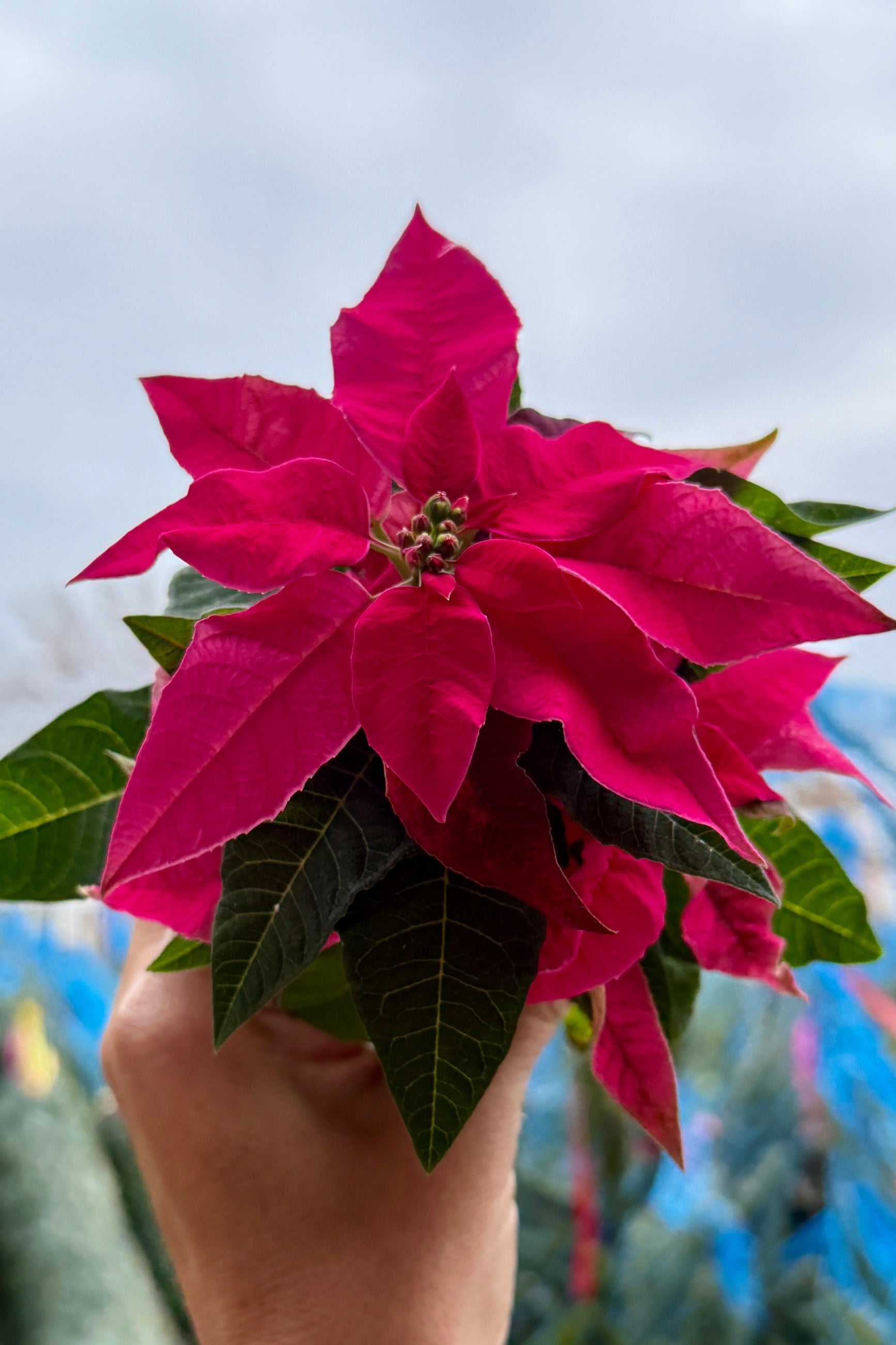 Hand holding a vibrant pink poinsettia plant against a blurred background ©Sprout Home