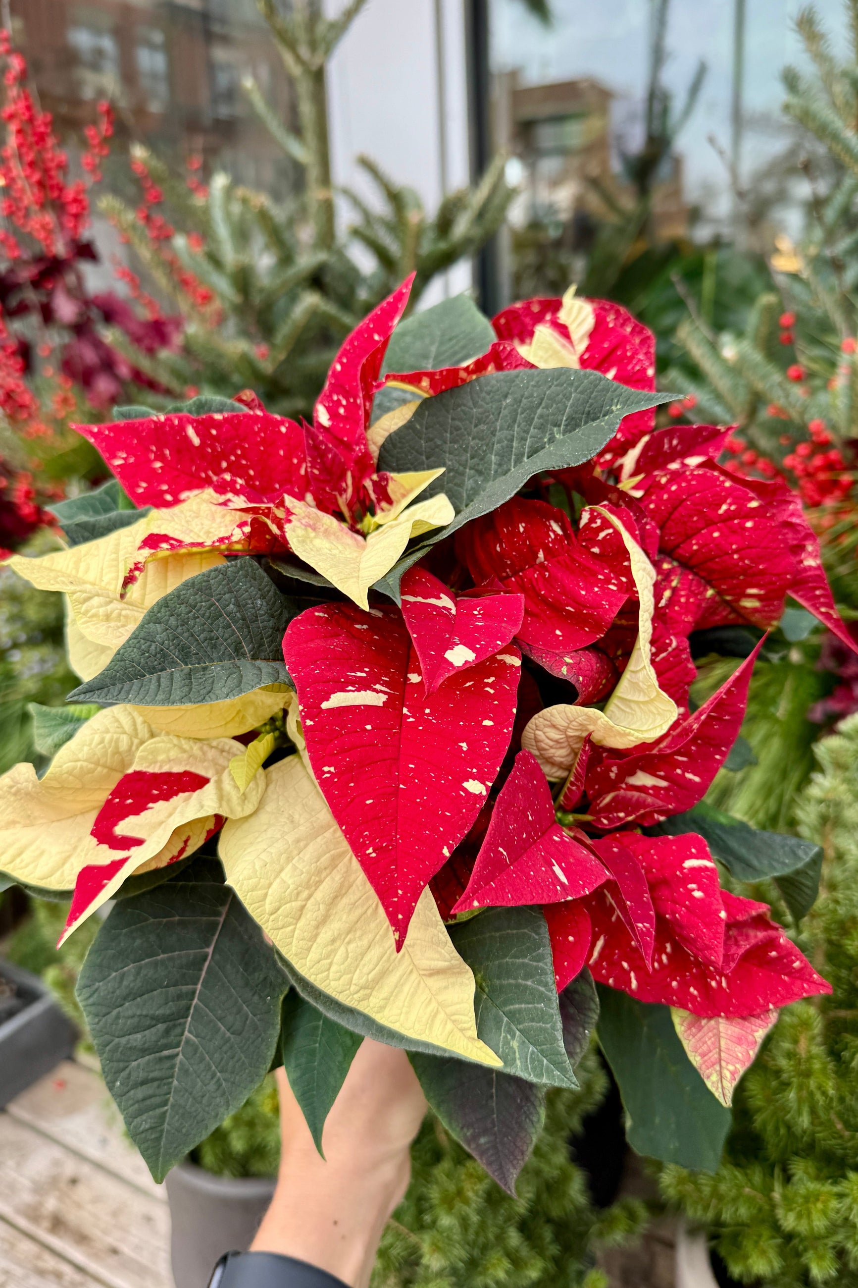Bouquet of red and green poinsettias held by a person outdoors. ©Sprout Home 