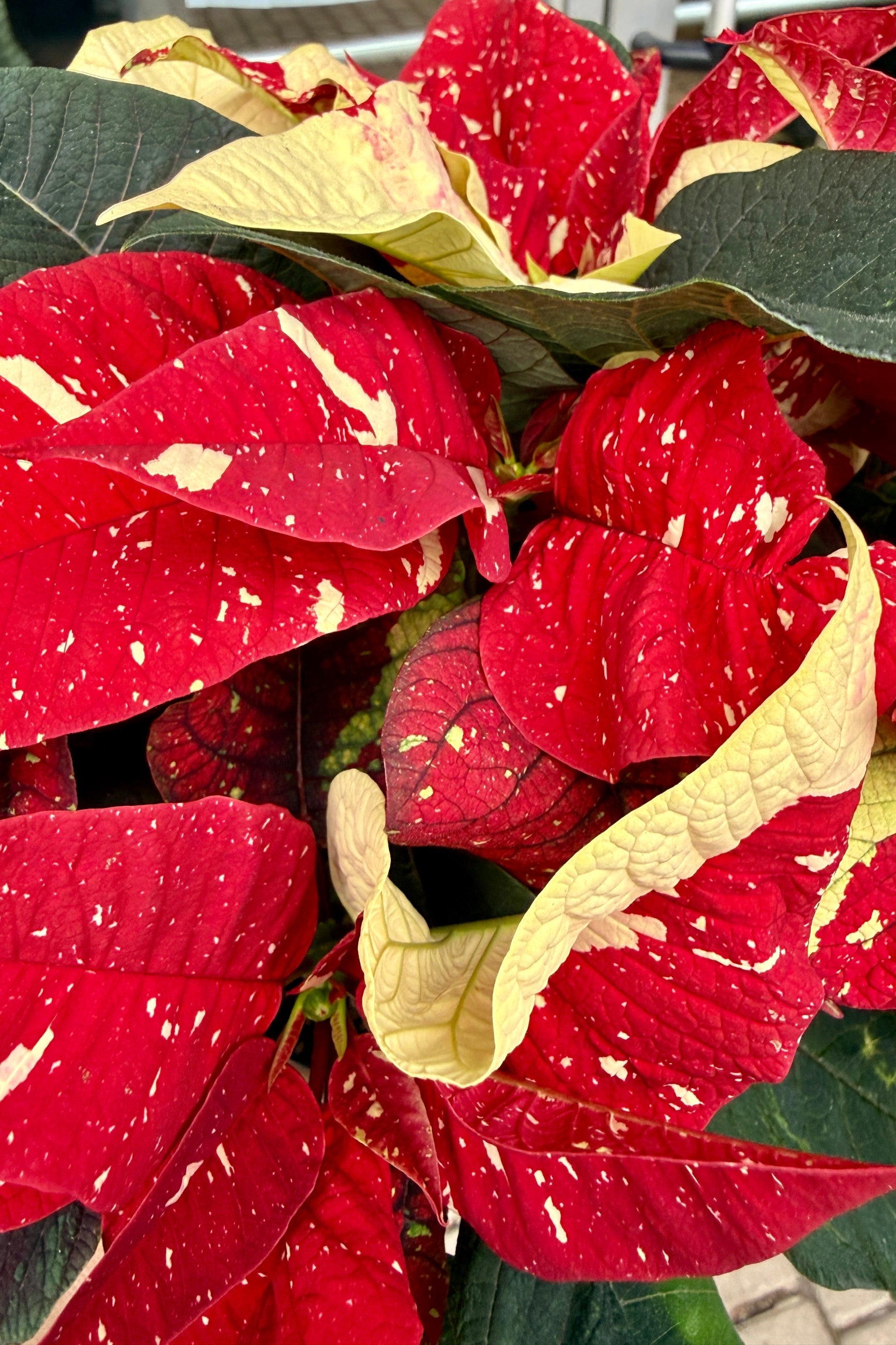 Close-up of a poinsettia plant with red and green leaves. ©Sprout Home