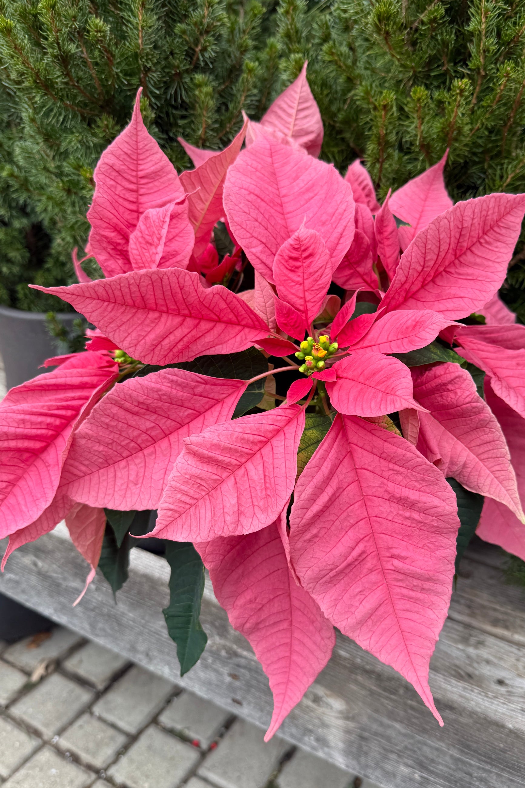 Pink poinsettia plant on a stone surface with greenery in the background ©Sprout Home