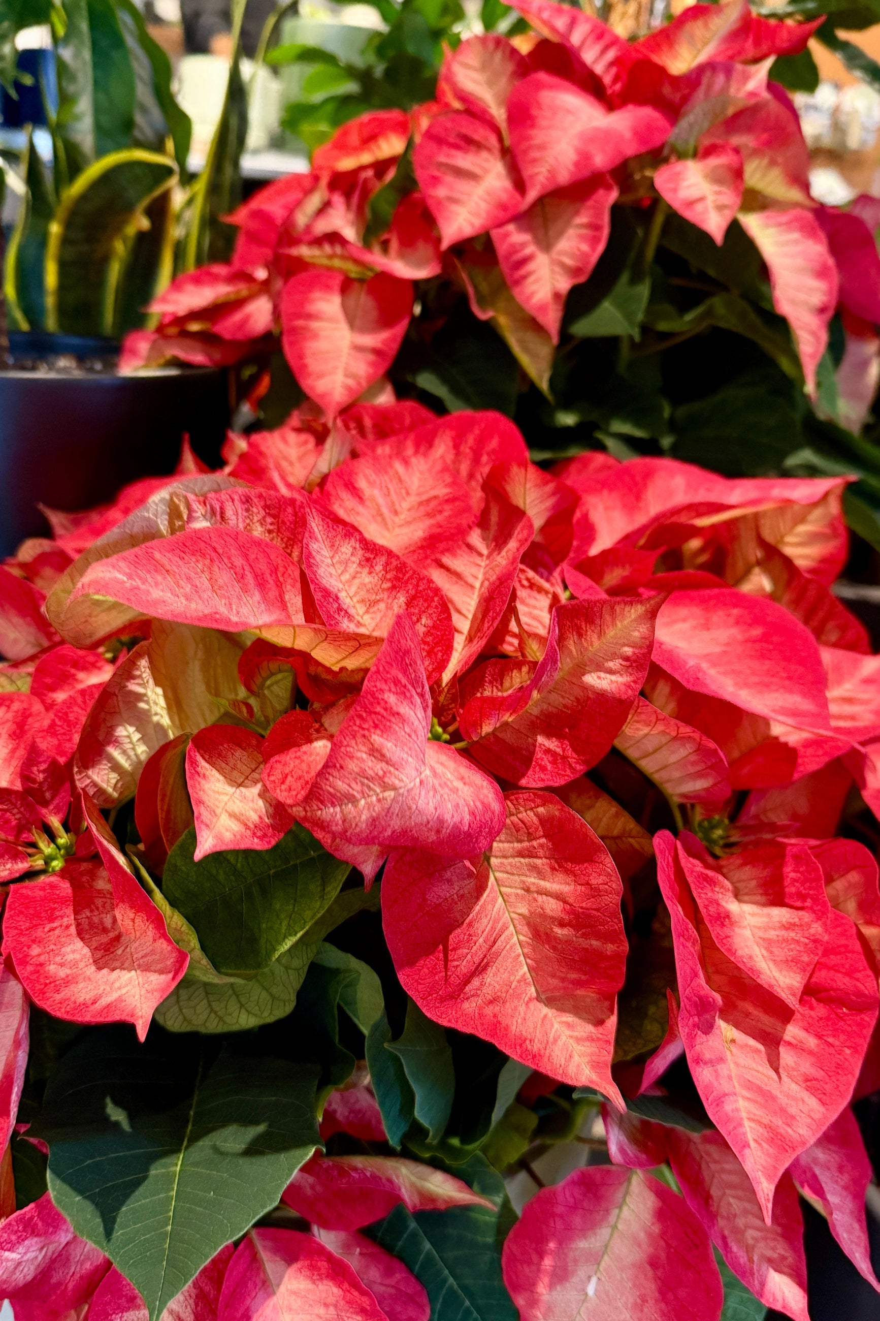 Close-up of pink poinsettia plants with green leaves. ©Sprout Home 