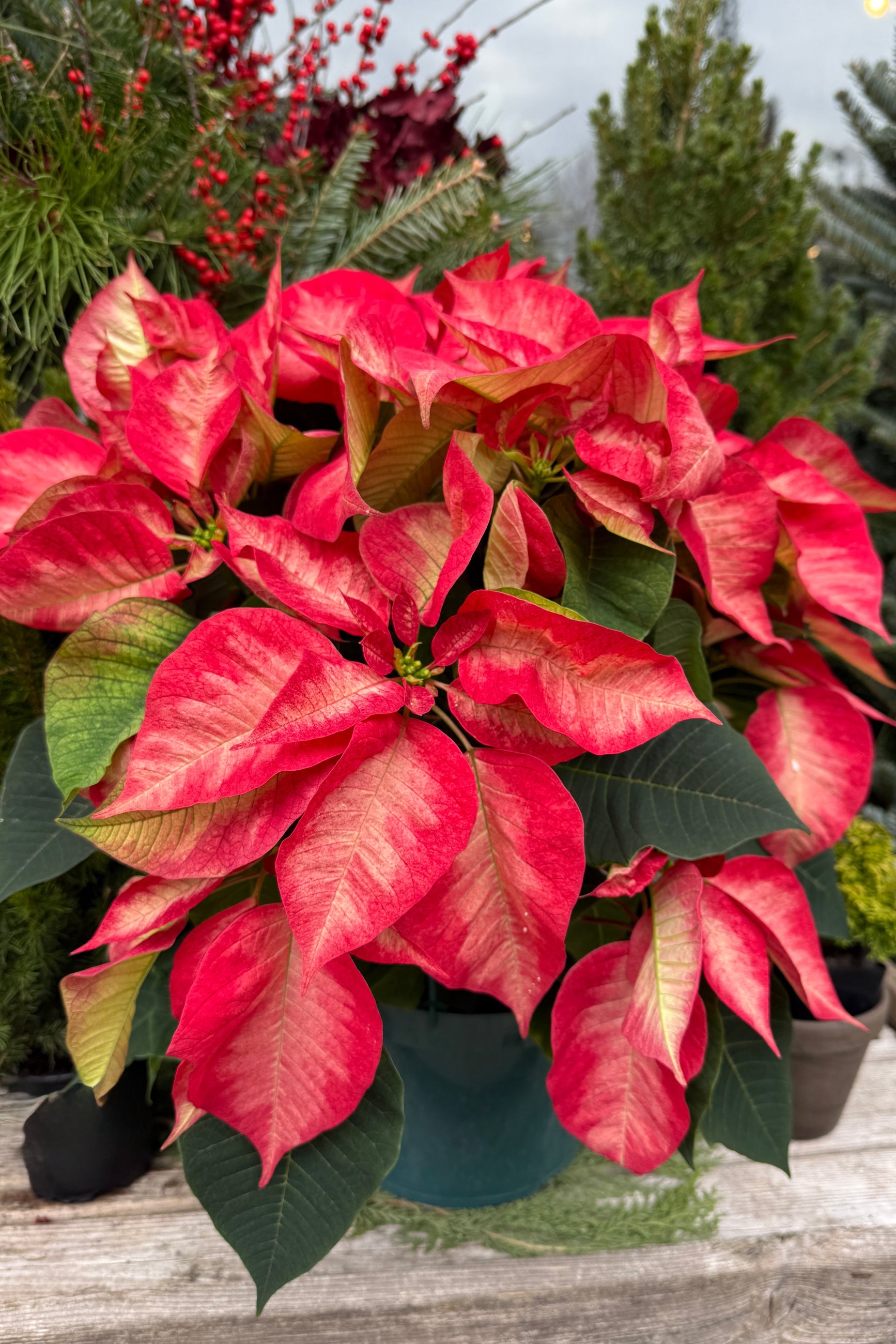 Potted red poinsettia plant with green foliage on a wooden surface. ©Sprout Home