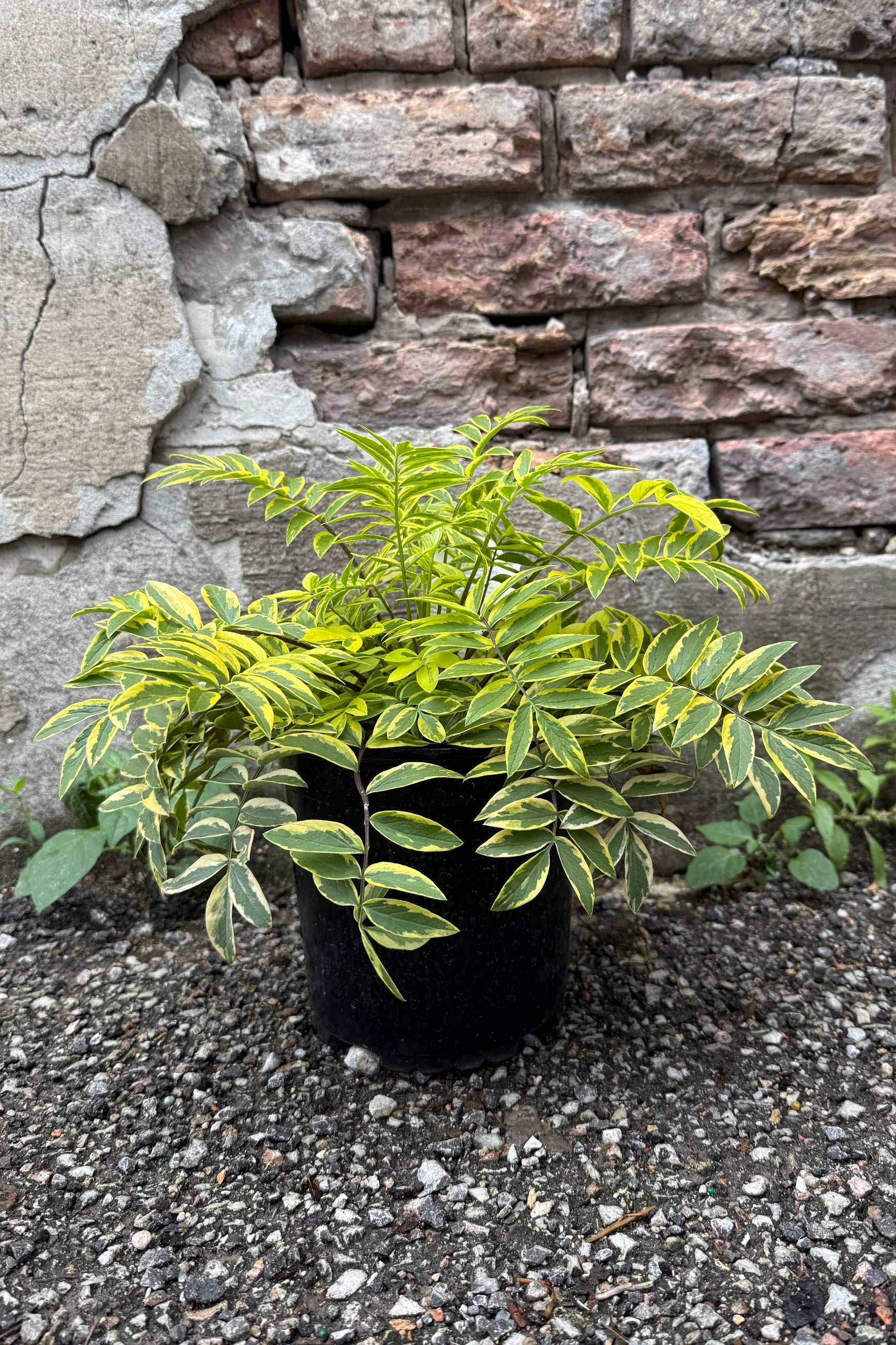 Potted Polemonium p, 'Golden Feathers' plant with variegated leaves in a #1 growers pot the middle June in front of a stone wall ©Sprout Home