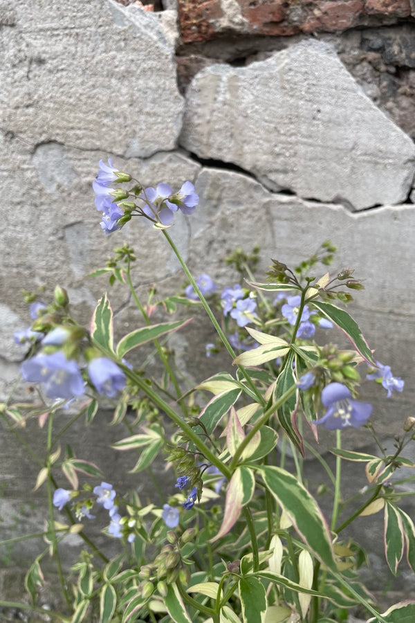Close up picture of the light blue flowers and green & cream variegated foliage of the Polemonium 'Stairway to Heaven' the middle of May.