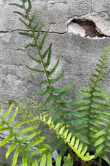 A close up picture of the thick green fronds of the Christmas fern the end of May