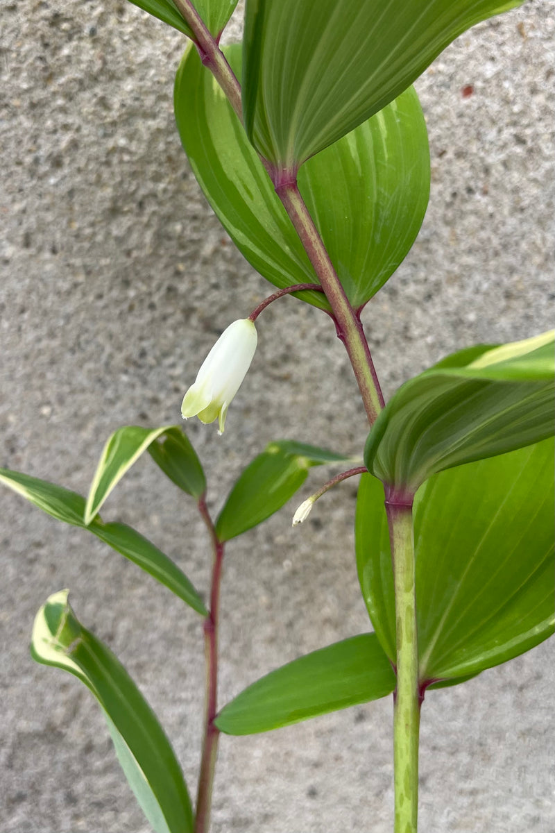 the dangling  delicate looking white flower on the Polygonatum 'Variegatum' middle of may 