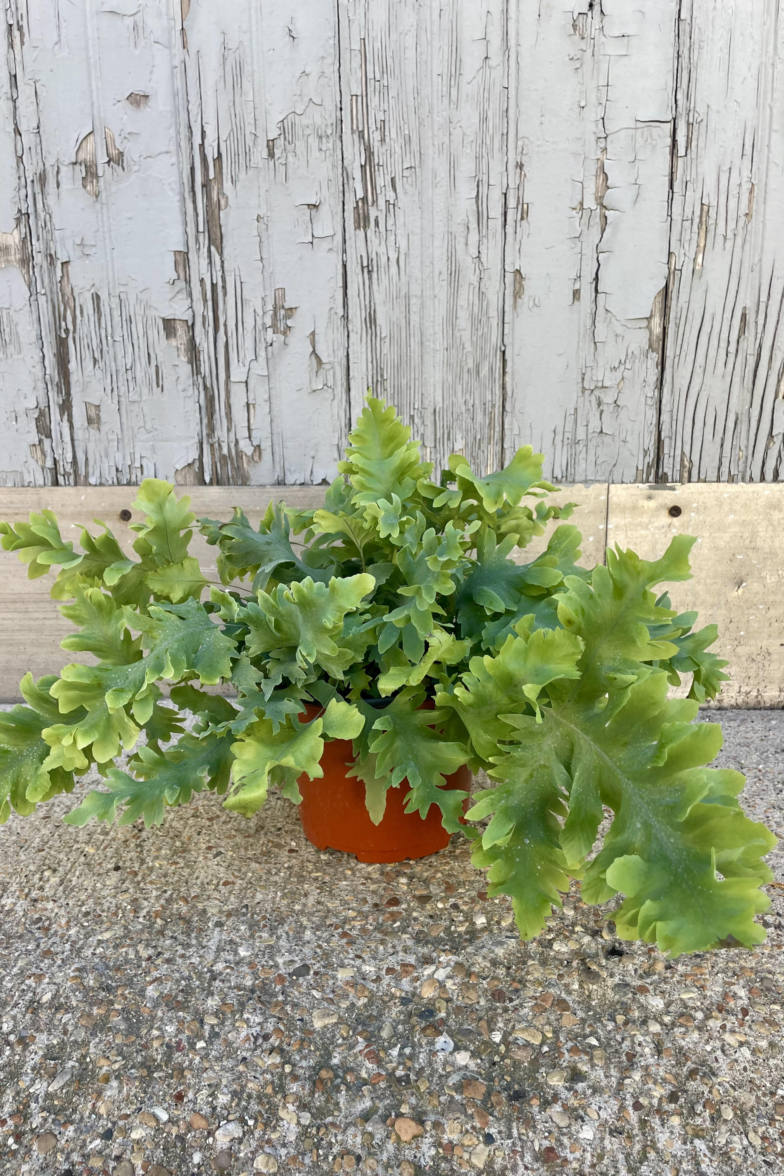 Photo of a plant with undulating blue-green leaves in an orange pot shown on a cement surface against a gray wall.  Polypodium 'Davana'