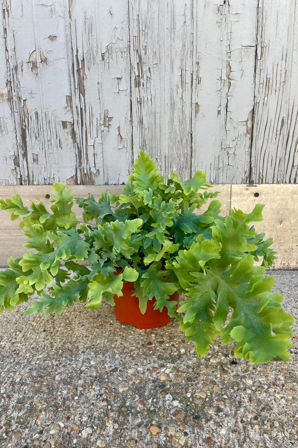 Photo of a plant with undulating blue-green leaves in an orange pot shown on a cement surface against a gray wall.  Polypodium 'Davana'