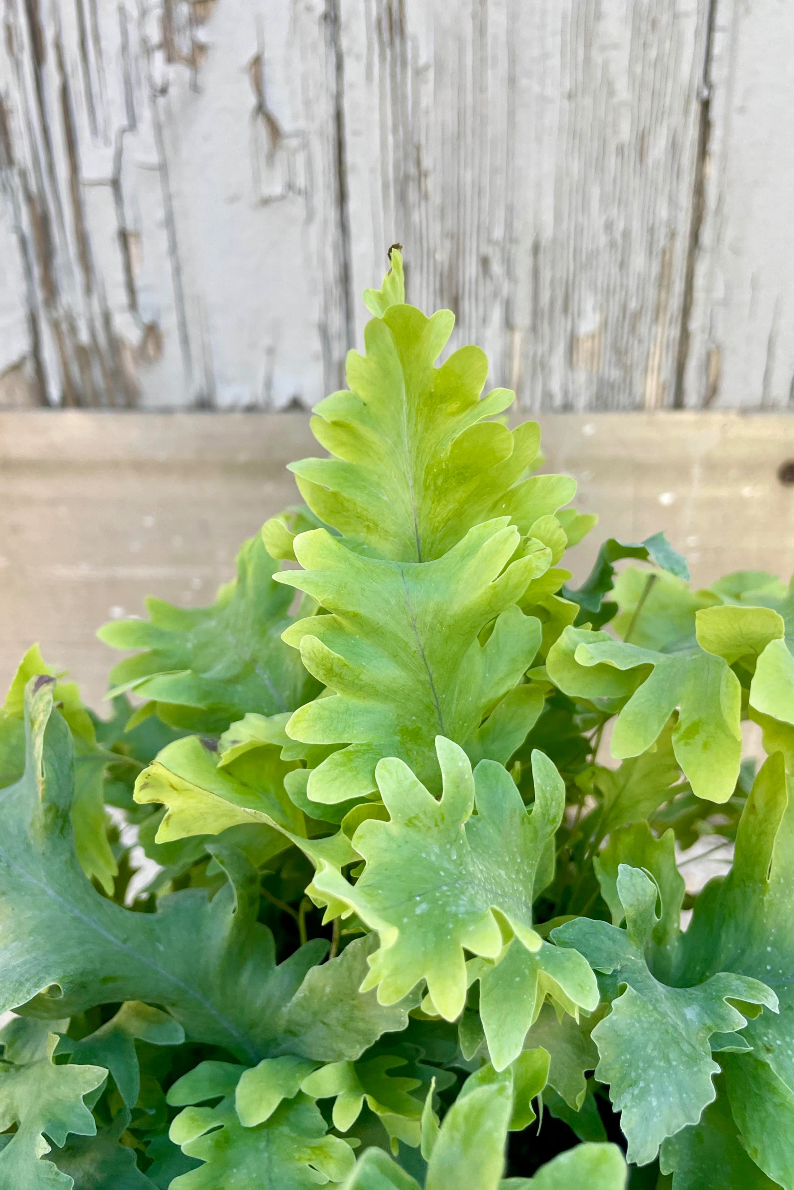 Close photo of undulating blue-green leaves against a gray wall. Polypodium 'Davana'