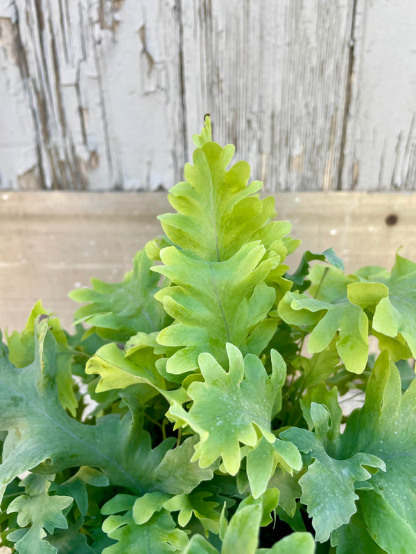 Close photo of undulating blue-green leaves against a gray wall. Polypodium 'Davana'