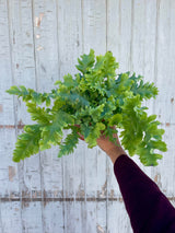 Photo of a hand holding a fern with undulating blue-green leaves against a gray wall.  Polypodium 'Davana'